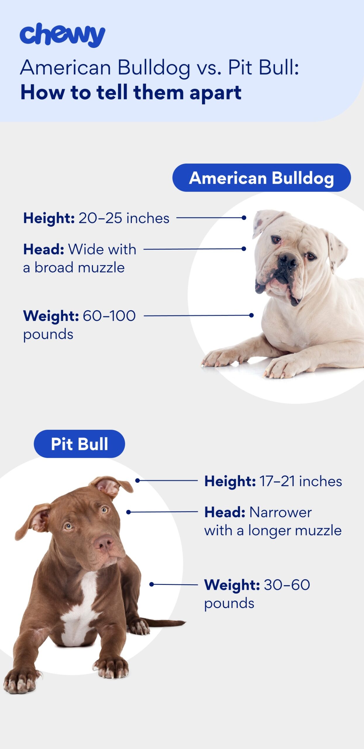 Diagram showing the differences between American Bulldogs vs. Pit Bull Terriers