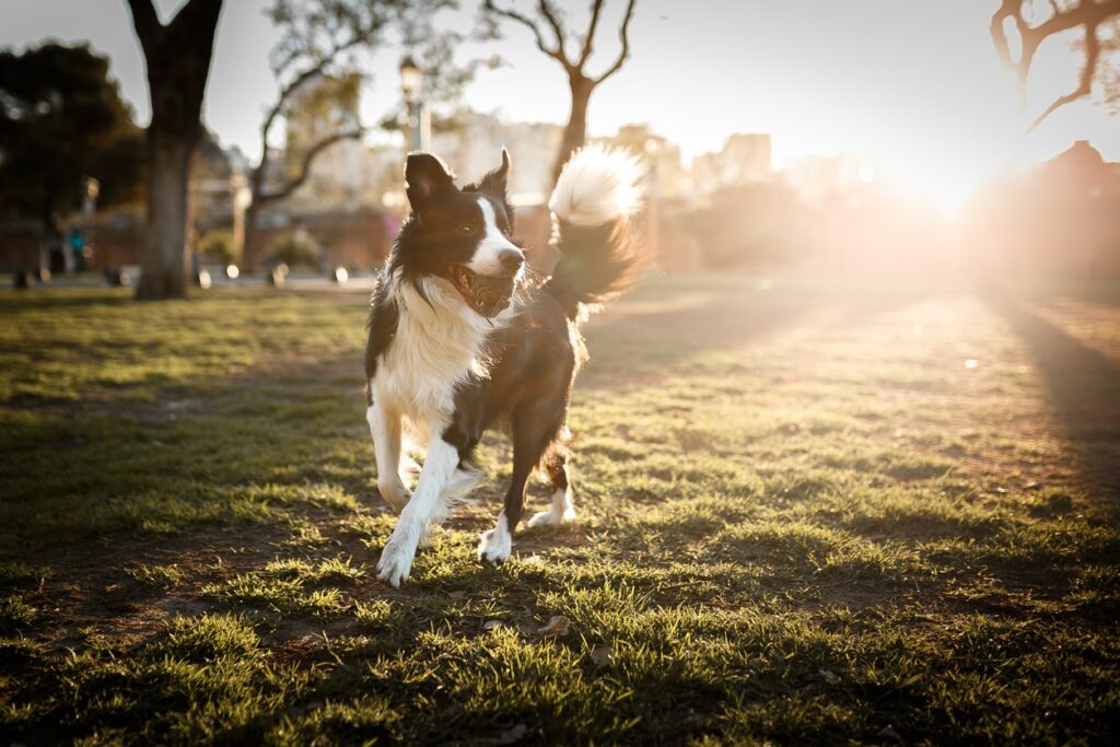 border collie playing outside with a ball in his mouth