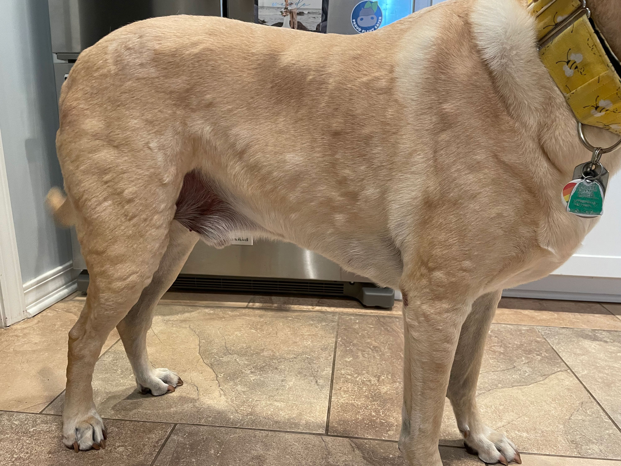 a dog with hives