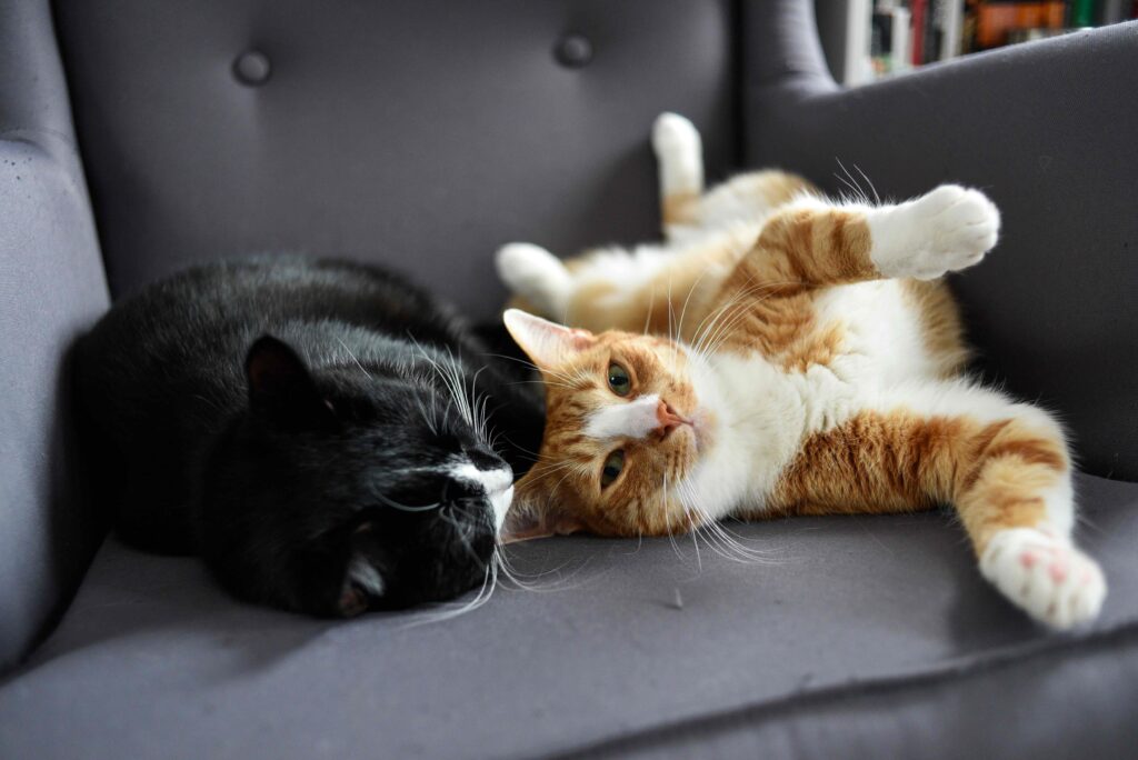 two cats lying close together on a chair