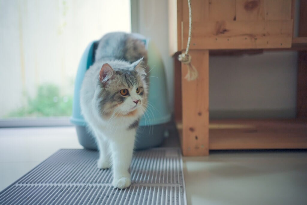 cat coming out of litter box