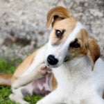 Dog Skin Allergies: Causes, Signs and Treatment