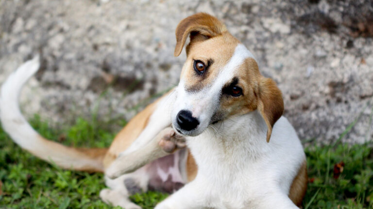 dog scratching self. Itchiness is a sign of dog skin allergies.