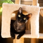 Can Cats Understand Tone of Voice?