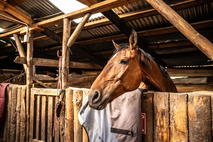 A brown thoroughbred waits patiently in his stable.