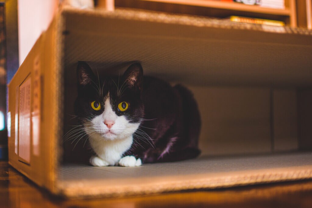 Healthy cat