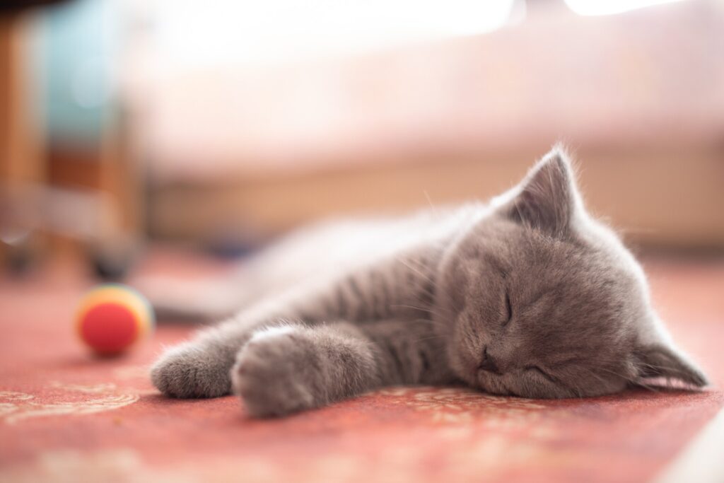 A cat snoozes on the floor