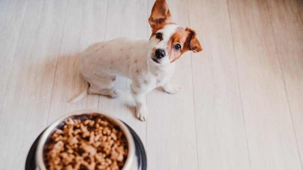 Dog sitting next to bowl with dog food in it. Many of the best probiotics for dogs can be sprinkled on dog food.