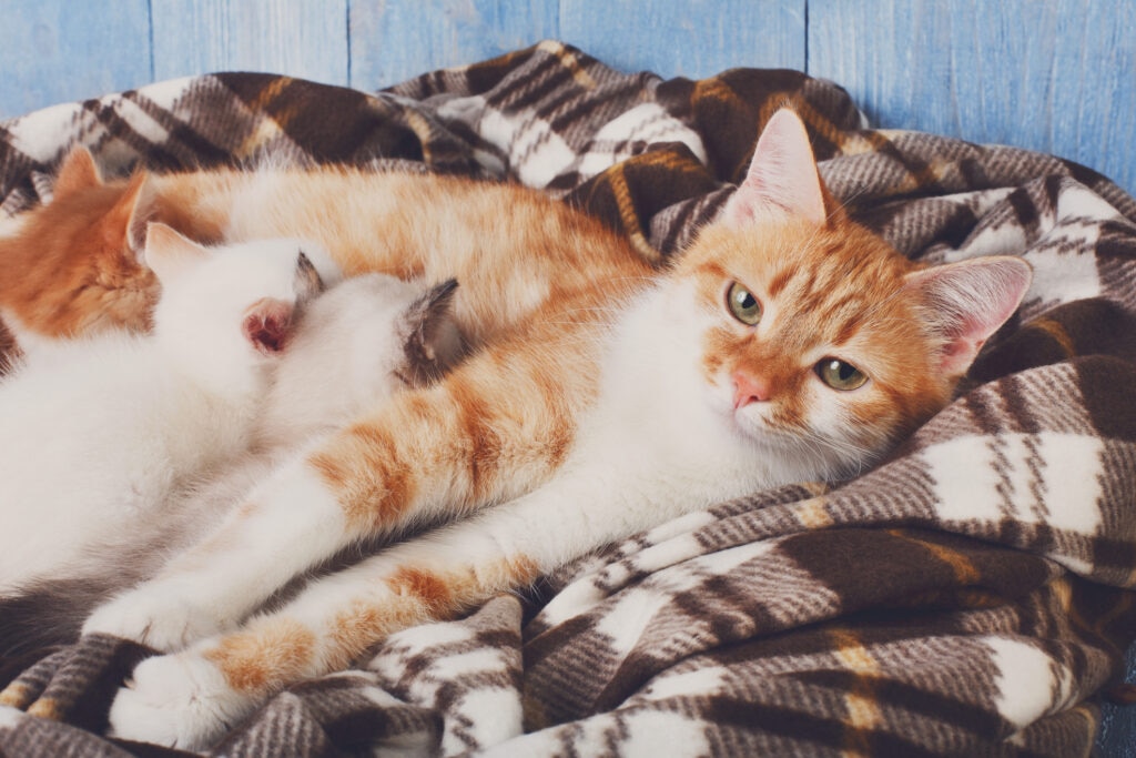 Cat pregnancy: A cat nurses her litter of kittens.