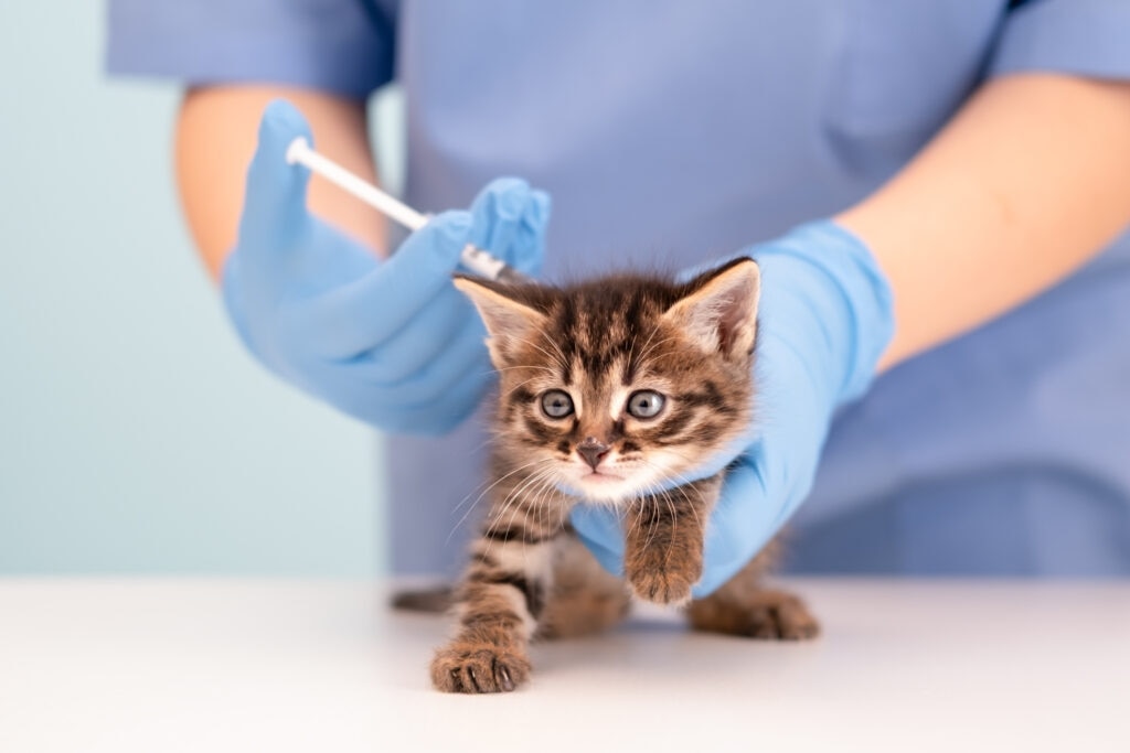 kitten vaccine schedule; a kitten gets a vaccine from their vet.