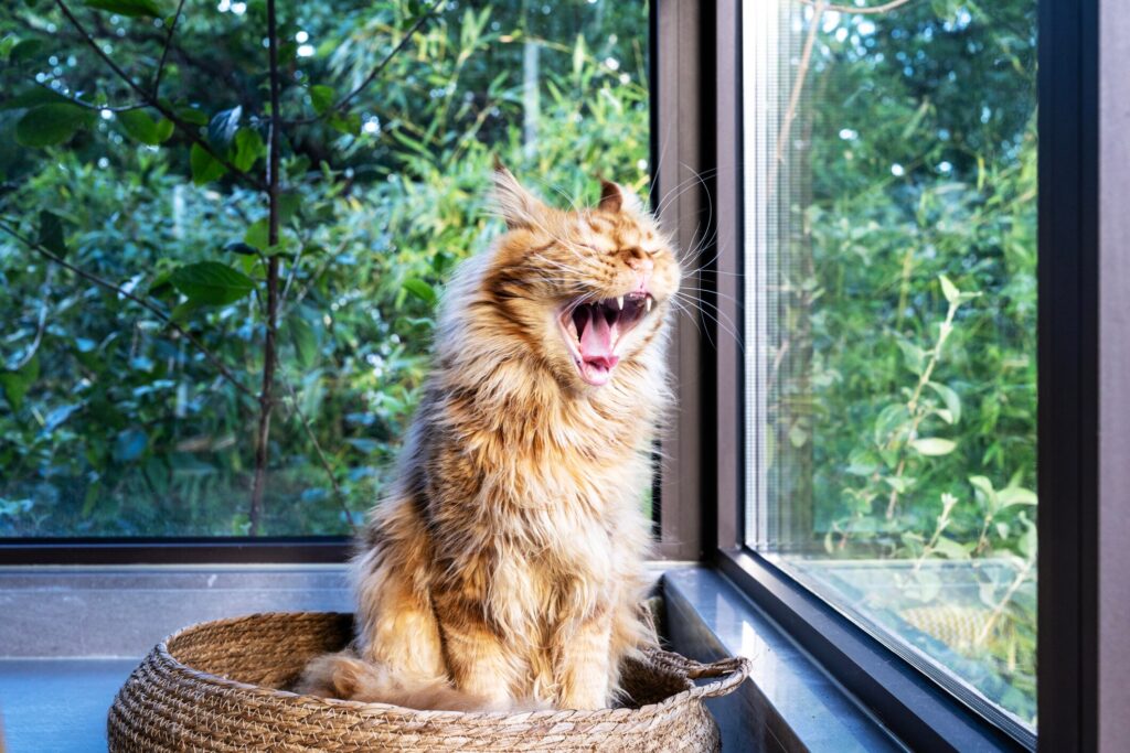 cat coughing; a cat opens their mouth to cough.