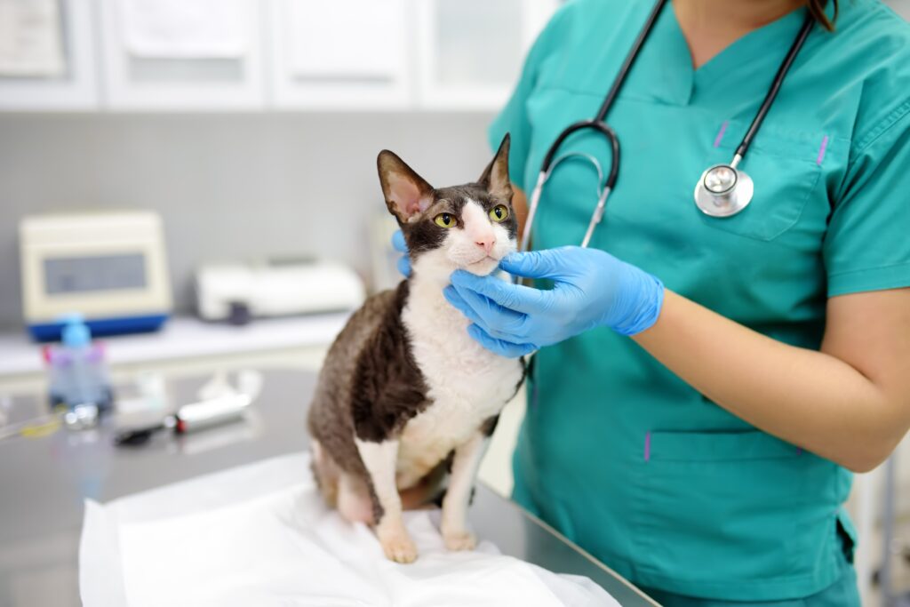veterinarian examining a black and white cornish rex cat