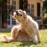 11 Common Dog Skin Conditions and How You Can Help