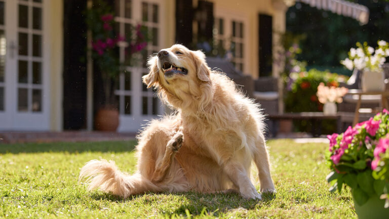 Dog scratching self. Dog skin conditions typically cause itchiness.