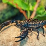 Scorpion Care Sheet