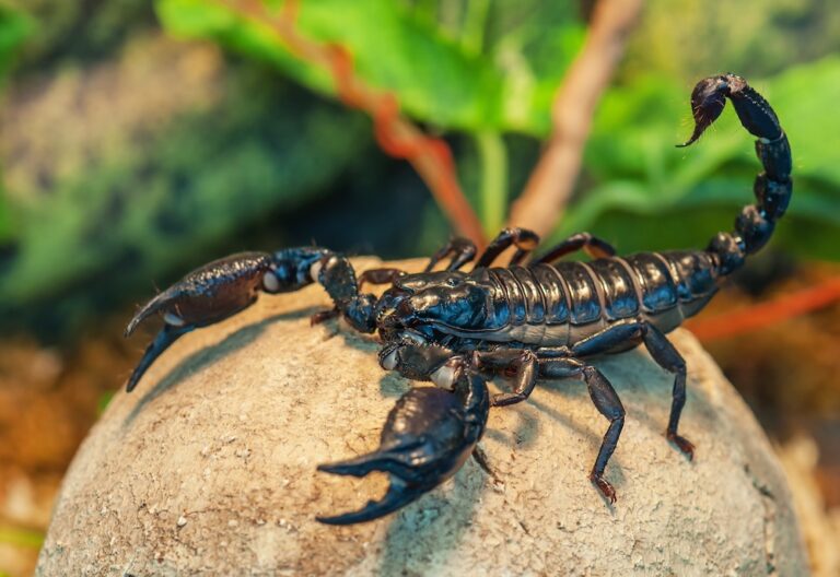 pet scorpion sitting on a rock