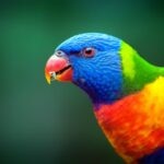 Lory and Lorikeet Care Sheet