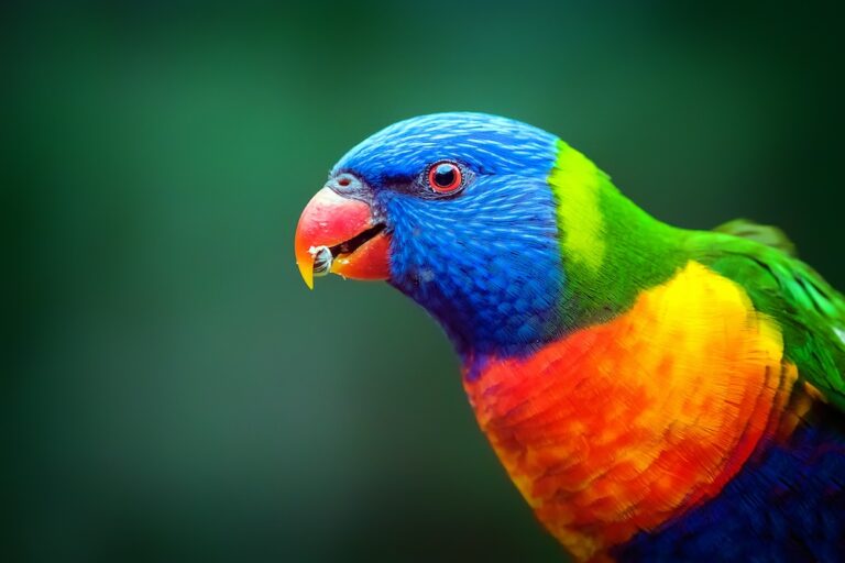 lorikeet up close