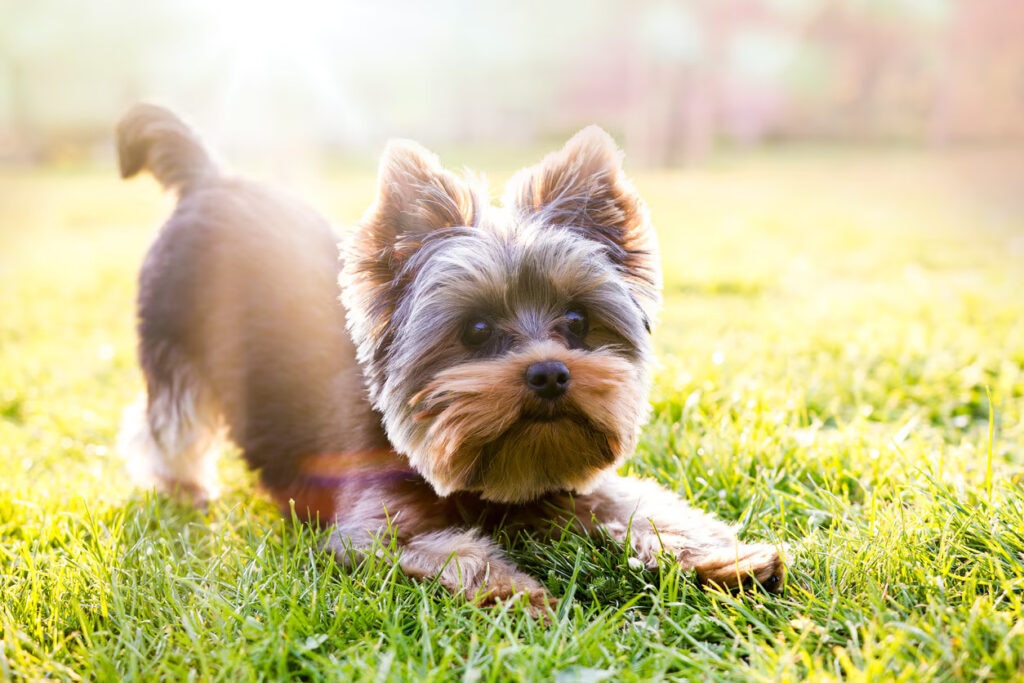 Happy puppy
