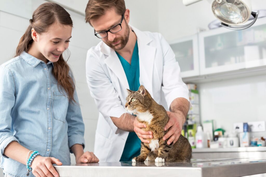 hip dysplasia in cats; a vet examines a cat for hip dysplasia.