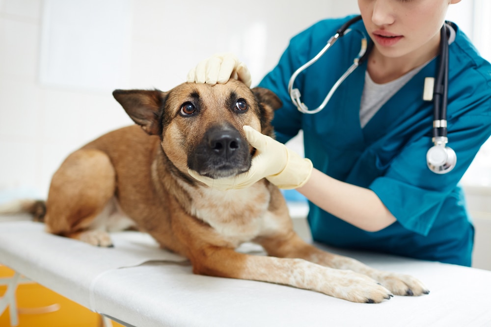 ataxia in dogs; dog gets a checkup at the vet office