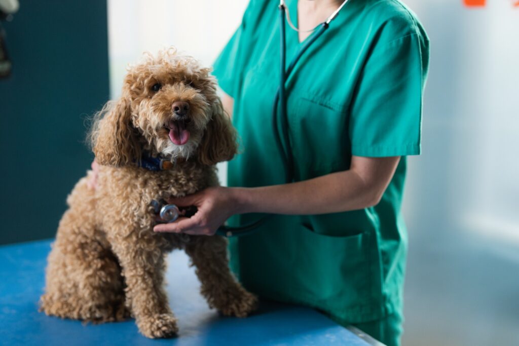 pneumonia in dogs; a dog’s lungs are examined by their veterinarian.