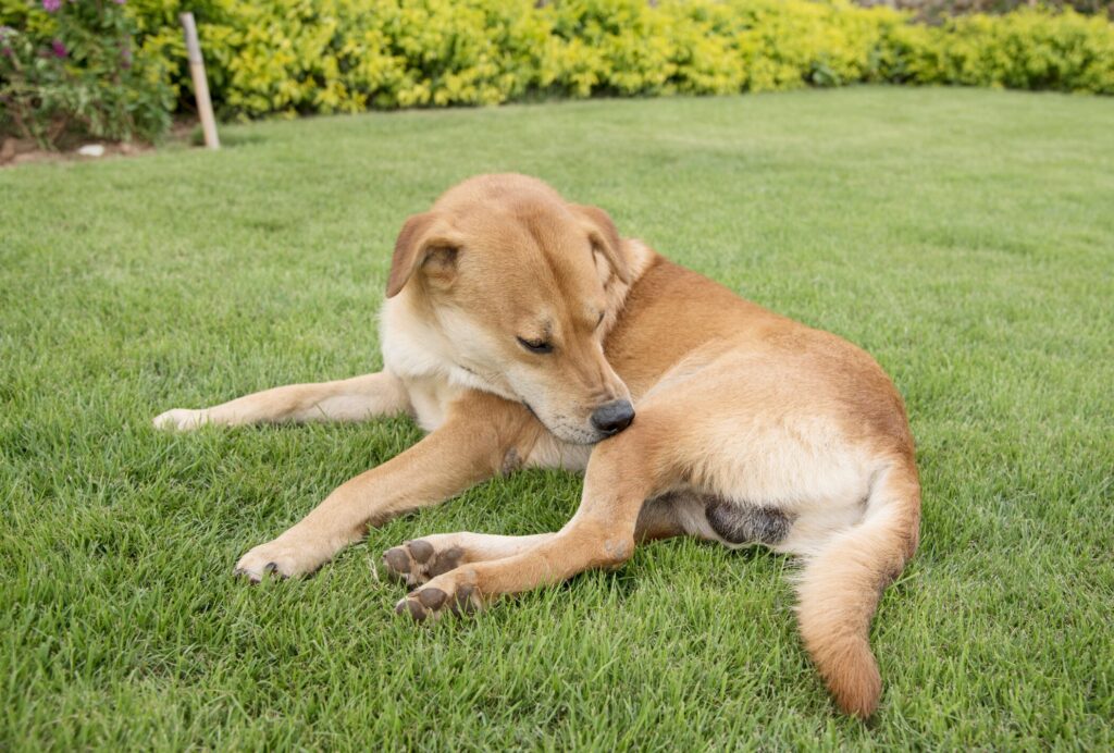 itchy dog; a dog bites themselves to relieve an itch.