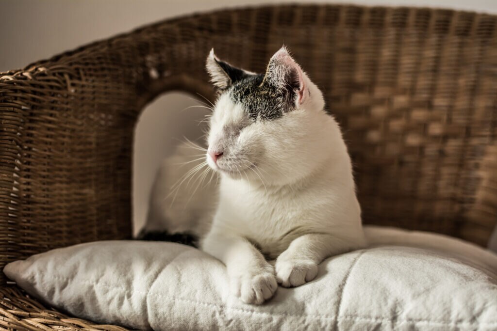 blind cat; a cat who is blind lounges on a pillow on a couch.