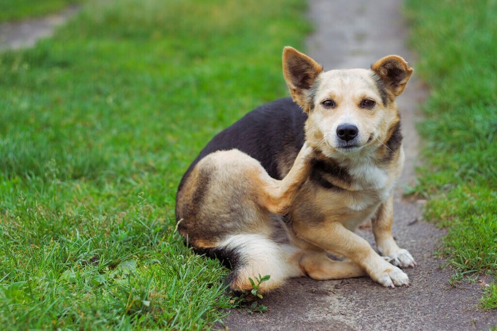dog lice; a dog scratches.