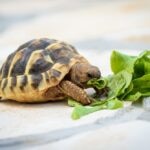 How To Choose the Best Tortoise Food