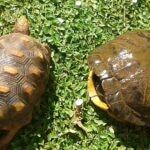 Turtle vs Tortoise: What’s the Difference?