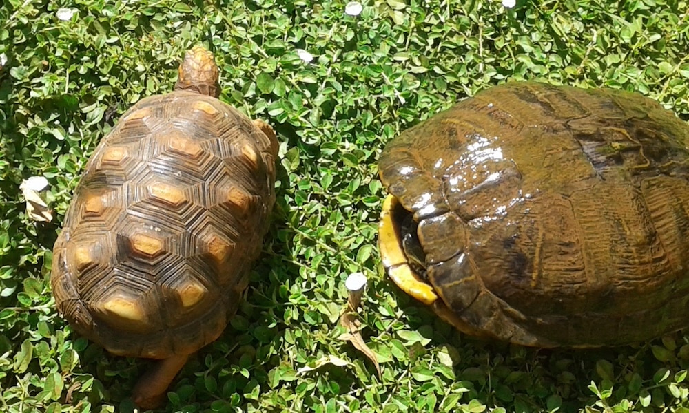 turtle and tortoise side by side