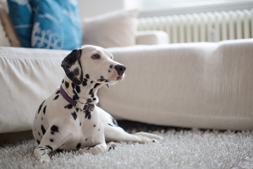 dalmatian dog lying on living room floor