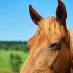 What’s New in Fly Control for Horses 2026: Latest Innovations and Best Solutions