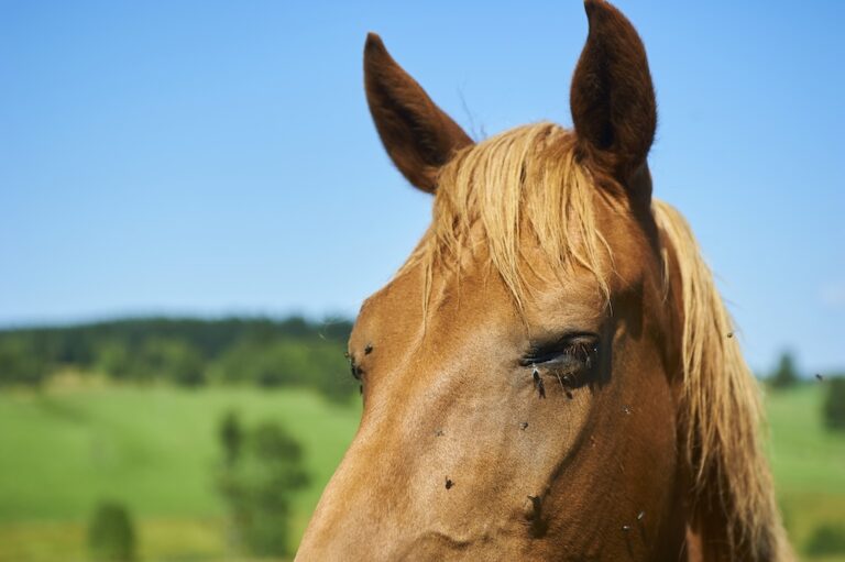 Close up of horse’s eyes being bothered by flies