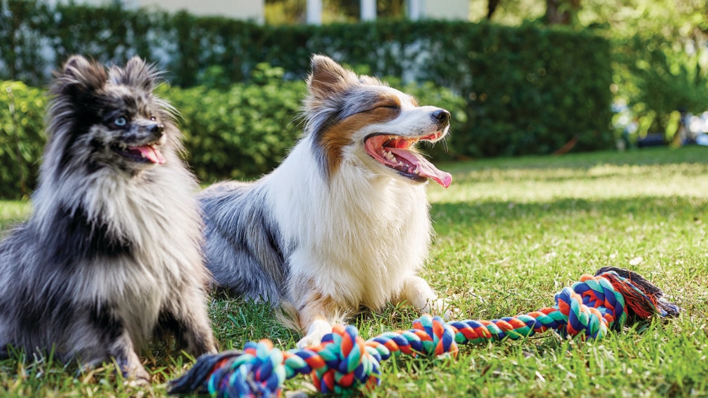 Dogs waiting outdoors