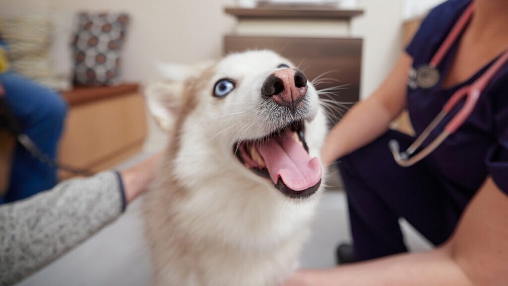Dog getting pets