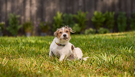 itchy dog scratching self in grassy yard