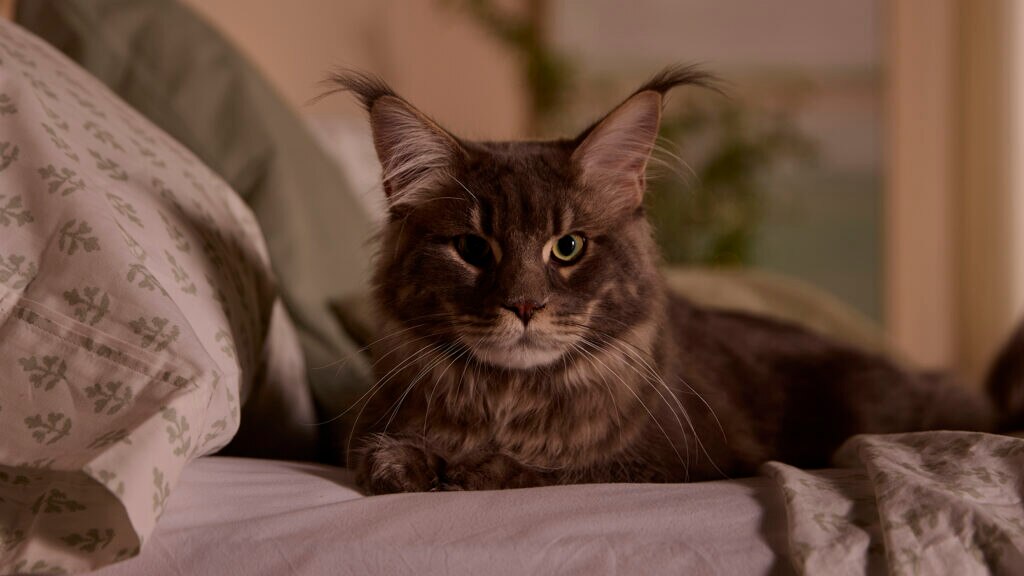 Cat relaxing in bed