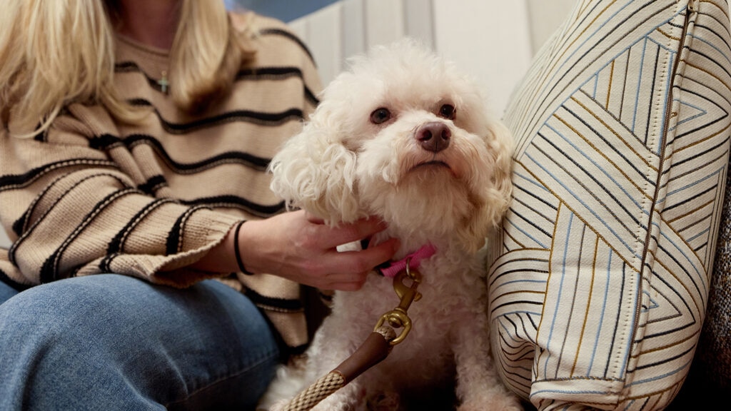 Dog being petted