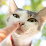 Do Cats Understand Pointing?