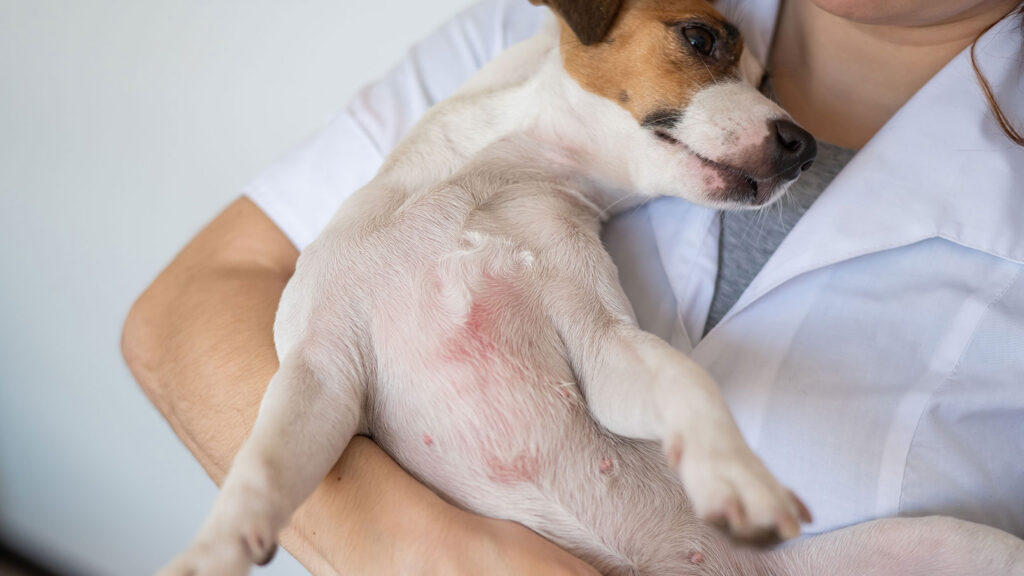 A dog with skin irritation likely caused by a common dog skin problem
