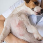 11 Common Dog Skin Conditions and How You Can Help