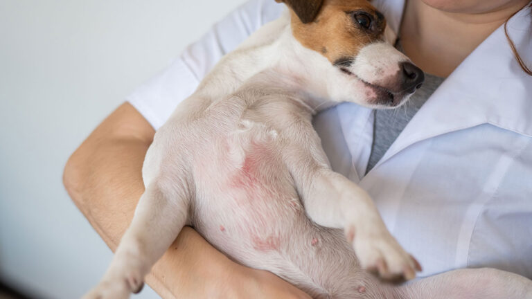 A dog with skin irritation likely caused by a common dog skin problem