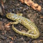 Tiger Salamander Care Sheet