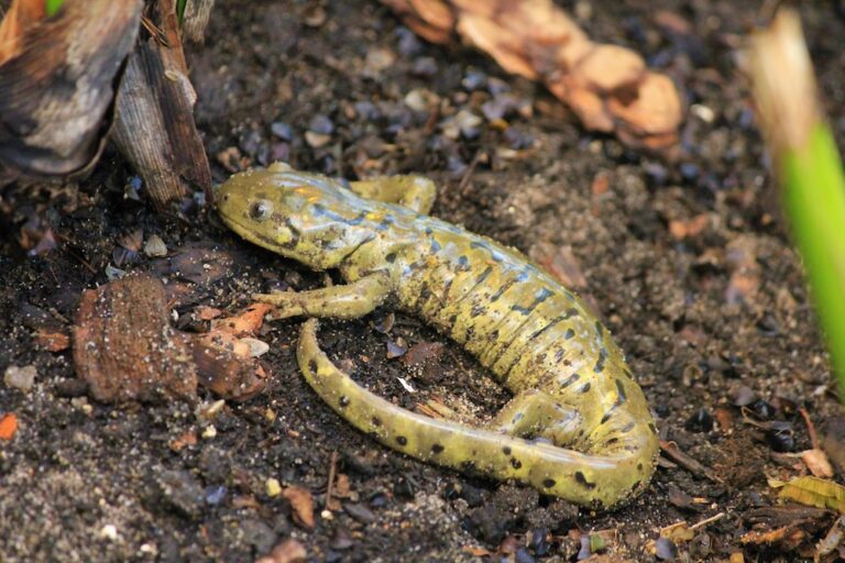 Close up of tiger salamander sitting in the dirt