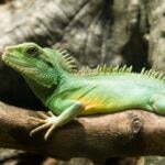 Water Dragon Care Sheet