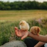 Baby Chicks Care Sheet