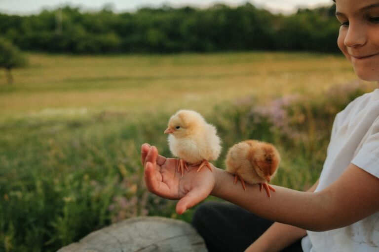boy holding too little chicks