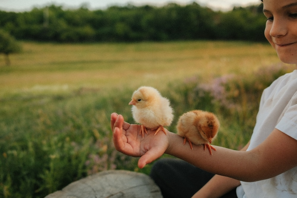 boy holding too little chicks